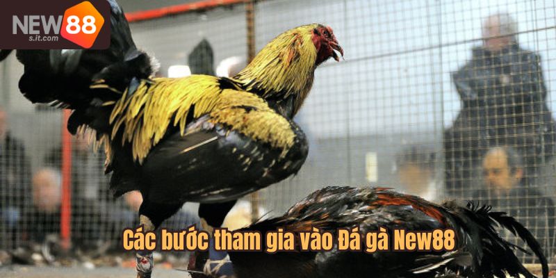 Các bước tham gia vào Đá gà tại New88