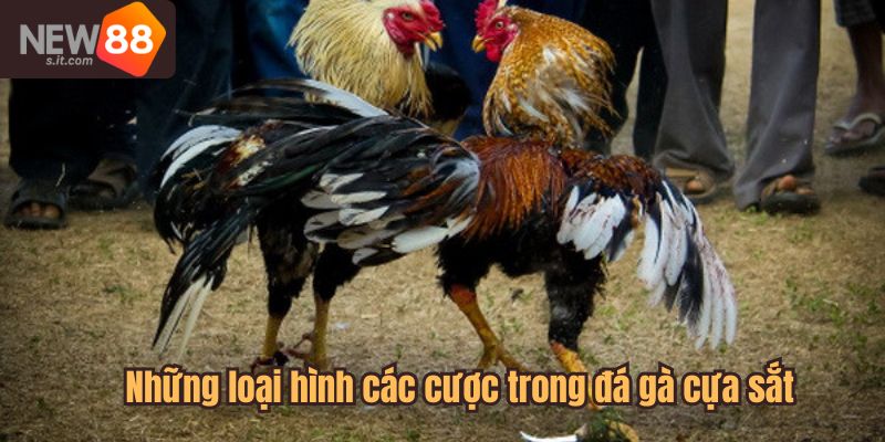 Những loại hình các cược trong đá gà cựa sắt