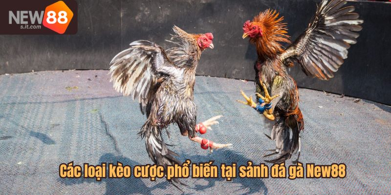 Các loại kèo cược phổ biến tại sảnh đá gà tại sảnh chơi của New88