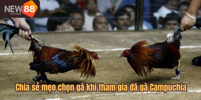 Chia sẻ mẹo chọn gà khi tham gia đá gà Campuchia