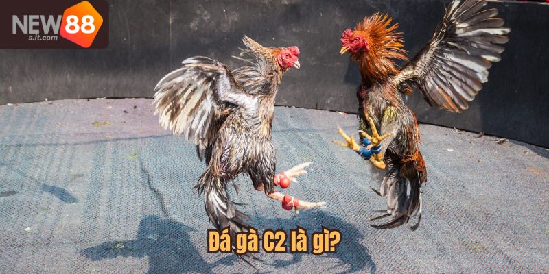Đá gà C2 là loại hình đá gà có tốc độc chơi nhanh