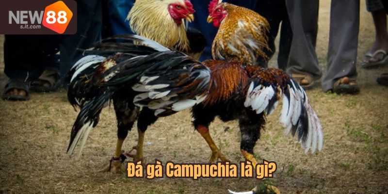 Đá gà Campuchia là loại hình đá gà được ưa chuộng nhất