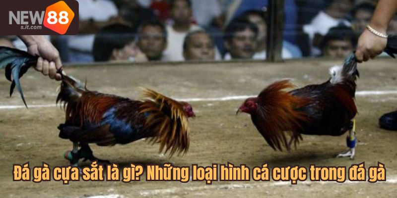 đá gà cựa sắt