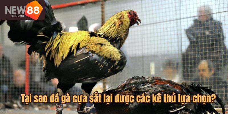 Lý do đá gà cựa sắt lại được các kê thủ lựa chọn