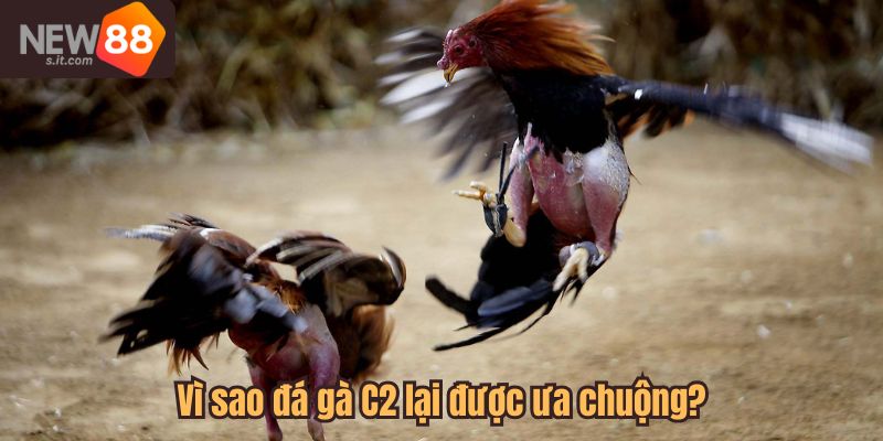 Lý do đá gà C2 lại được ưa chuộng